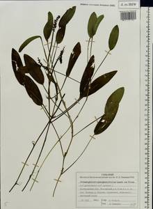 Potamogeton × sparganiifolius Laest. ex Fr., Eastern Europe, Central forest region (E5) (Russia)