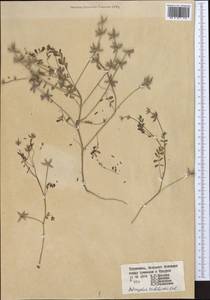 Astragalus tribuloides Delile, Middle Asia, Kopet Dag, Badkhyz, Small & Great Balkhan (M1) (Turkmenistan)