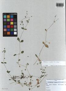 Stellaria media (L.) Vill., Siberia, Altai & Sayany Mountains (S2) (Russia)
