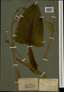 Lactuca macrophylla subsp. uralensis (Rouy) N. Kilian & Greuter, Eastern Europe, Eastern region (E10) (Russia)