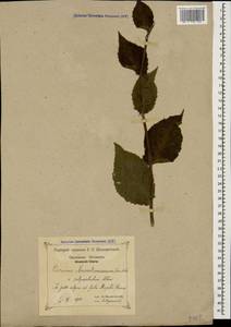 Cirsium pseudopersonata subsp. kusnezowianum (Sommier & Levier) Petr., Caucasus, Krasnodar Krai & Adygea (K1a) (Russia)