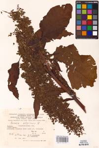 Rumex alpinus L., Eastern Europe, West Ukrainian region (E13) (Ukraine)