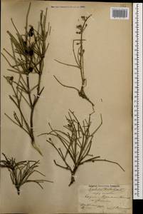 Ephedra distachya L., Caucasus, Azerbaijan (K6) (Azerbaijan)