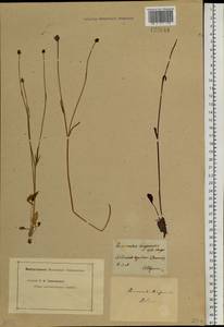 Ranunculus pulchellus C. A. Mey., Siberia, Baikal & Transbaikal region (S4) (Russia)