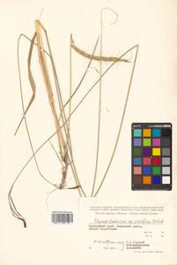 Elymus dahuricus Griseb., Siberia, Russian Far East (S6) (Russia)