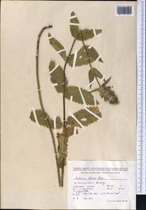 Betonica betoniciflora (Rupr. ex O.Fedtsch. & B.Fedtsch.) Sennikov, Middle Asia, Northern & Central Tian Shan (M4) (Kazakhstan)