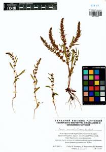 Rumex marschallianus Rchb., Siberia, Baikal & Transbaikal region (S4) (Russia)