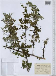 Phyllanthus, Africa (AFR) (Ethiopia)