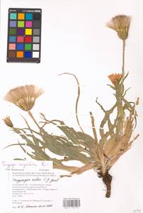 Tragopogon marginifolius Pawl., Eastern Europe, Lower Volga region (E9) (Russia)