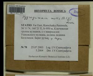 Grimmia mollis Bruch & Schimp., Bryophytes, Bryophytes - Chukotka & Kamchatka (B21) (Russia)