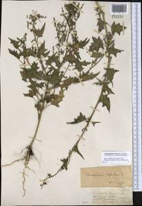 Chenopodiastrum hybridum (L.) S. Fuentes, Uotila & Borsch, Middle Asia, Muyunkumy, Balkhash & Betpak-Dala (M9) (Kazakhstan)