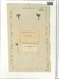 Viola gmeliniana Roem. & Schult., Siberia (no precise locality) (S0) (Russia)