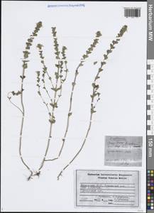 Euphrasia, Eastern Europe, Middle Volga region (E8) (Russia)