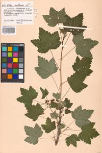 Ribes rubrum L., Eastern Europe, Moscow region (E4a) (Russia)