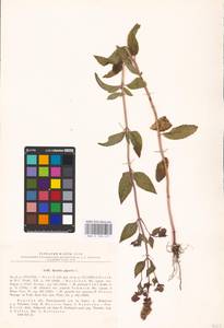 MHA 0 158 417, Mentha × piperita L., Eastern Europe, Central forest-and-steppe region (E6) (Russia)