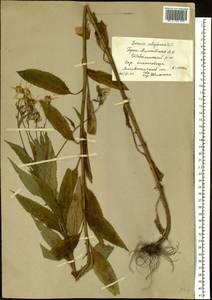 Senecio nemorensis L., Siberia, Altai & Sayany Mountains (S2) (Russia)