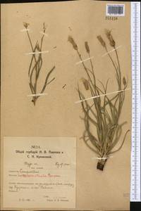 Pseudopodospermum tauricum (M. Bieb.) Vasjukov & Saksonov, Middle Asia, Northern & Central Kazakhstan (M10) (Kazakhstan)