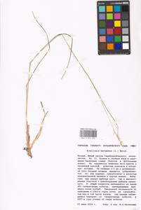 Danthonia decumbens (L.) DC., Eastern Europe, Moscow region (E4a) (Russia)