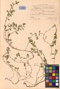 Polygonum arenastrum subsp. calcatum (Lindm.) Wissk., Eastern Europe, Central forest region (E5) (Russia)