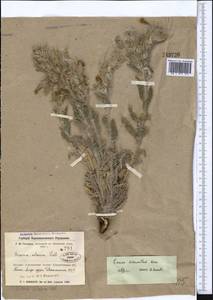 Onosma dichroantha Boiss., Middle Asia, Muyunkumy, Balkhash & Betpak-Dala (M9) (Kazakhstan)