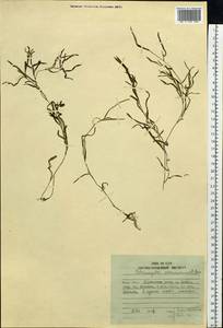 Potamogeton maackianus A.Benn., Siberia, Russian Far East (S6) (Russia)