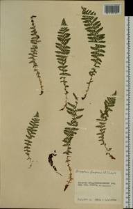 Dryopteris fragrans (L.) Schott, Siberia, Russian Far East (S6) (Russia)