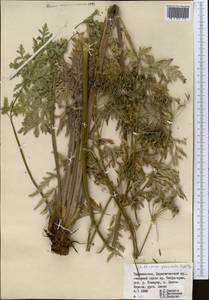 Anthriscus glacialis Lipsky, Middle Asia, Pamir & Pamiro-Alai (M2) (Tajikistan)