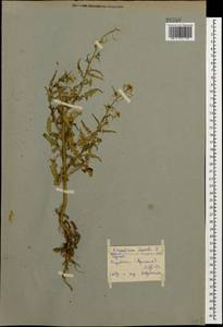 Sisymbrium loeselii L., Caucasus, Armenia (K5) (Armenia)
