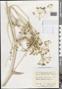 Ferula samarkandica Korovin, Middle Asia, Pamir & Pamiro-Alai (M2) (Tajikistan)