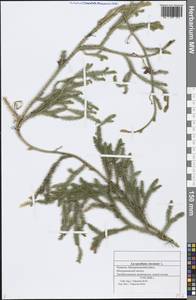 Lycopodium clavatum L., Eastern Europe, Middle Volga region (E8) (Russia)