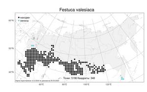 Festuca valesiaca Schleich. ex Gaudin, Atlas of the Russian Flora (FLORUS) (Russia)