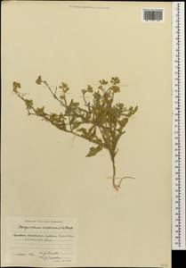 Sterigmostemum caspicum (Lam. ex Pall.) Kuntze, Caucasus, Armenia (K5) (Armenia)
