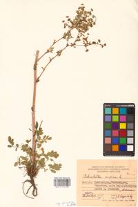 Potentilla supina L., Siberia, Russian Far East (S6) (Russia)