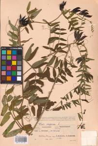 Vicia sepium L., Eastern Europe, Western region (E3) (Russia)