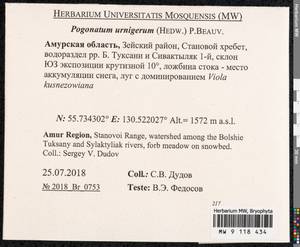 Pogonatum urnigerum (Hedw.) P. Beauv., Bryophytes, Bryophytes - Russian Far East (excl. Chukotka & Kamchatka) (B20) (Russia)