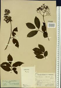 Sambucus racemosa subsp. kamtschatica (E. Wolf) Hultén, Siberia, Chukotka & Kamchatka (S7) (Russia)