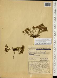 Limonium congestum (Ledeb.) Kuntze, Mongolia (MONG) (Mongolia)