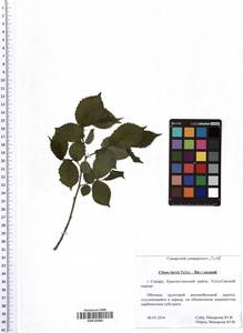 Ulmus laevis Pall., Eastern Europe, Middle Volga region (E8) (Russia)