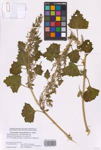 Oxybasis chenopodioides (L.) S. Fuentes, Uotila & Borsch, Eastern Europe, Eastern region (E10) (Russia)