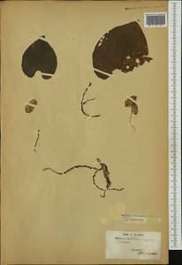 Dioscorea, Australia & Oceania (AUSTR) (French Polynesia)