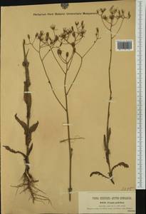 Crepis pulchra L., Western Europe (EUR) (Hungary)