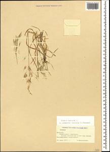 Bromus tectorum L., Caucasus, Armenia (K5) (Armenia)