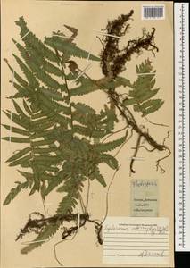 Cyclosorus interruptus (Willd.) H. Itô, South Asia, South Asia (Asia outside ex-Soviet states and Mongolia) (ASIA) (Japan)