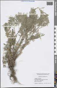 Artemisia absinthium L., Eastern Europe, Central region (E4) (Russia)