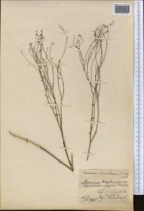 Diarthron vesiculosum (Fisch. & C. A. Mey.) C. A. Mey., Middle Asia, Muyunkumy, Balkhash & Betpak-Dala (M9) (Kazakhstan)