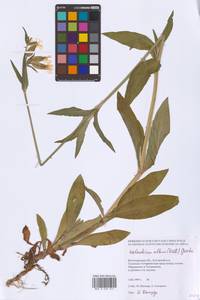 Silene latifolia subsp. alba (Mill.) Greuter & Burdet, Eastern Europe, Lower Volga region (E9) (Russia)
