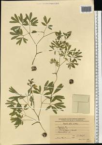 Corydalis solida (L.) Clairv., Eastern Europe, Central region (E4) (Russia)
