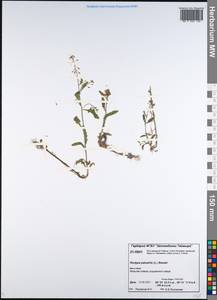 Rorippa palustris (L.) Besser, Siberia, Central Siberia (S3) (Russia)