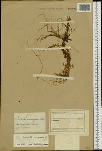 Cuscuta europaea L., Siberia, Altai & Sayany Mountains (S2) (Russia)