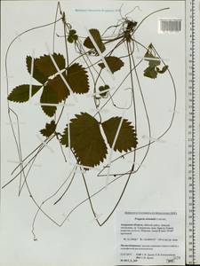 Fragaria orientalis Losinsk., Siberia, Russian Far East (S6) (Russia)
